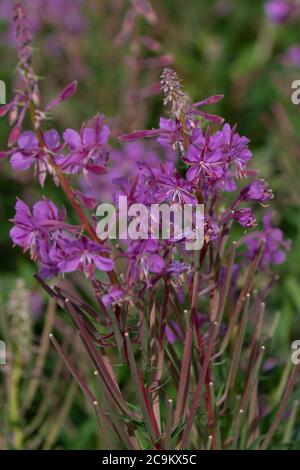 Herbe de saule de roseberry Banque D'Images