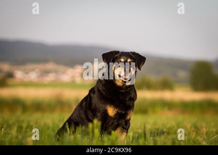 Portrait d'un vieux chien autrichien Pinscher dans la soirée dim Banque D'Images