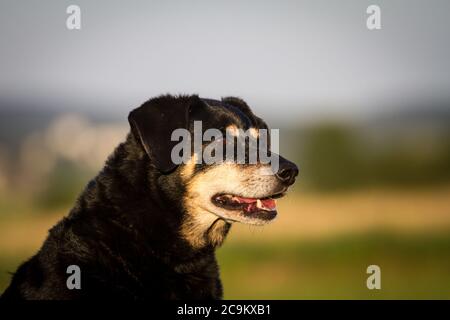 Portrait d'un vieux chien autrichien Pinscher dans la soirée dim Banque D'Images