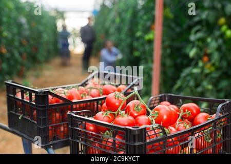 Récolte de tomates rouges biologiques en caisses dans une serre, brouillée personnes engagées dans la récolte sur fond Banque D'Images