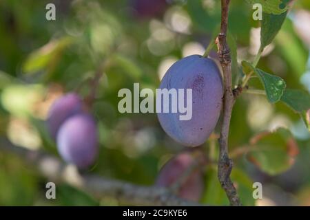 Gros plan de prunes rouges dans un arbre Banque D'Images