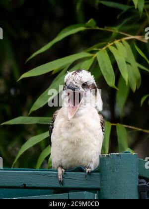 Avant d'un Kookaburra (Dacelo novaeguineae) australien riant perché sur une structure de jardin regardant vers l'avant avec un large bec ouvert sur un fond de Banque D'Images