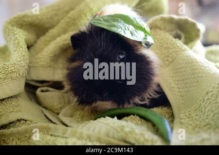 Adorable crosse de mouton à face ronde Rex cochon d'inde dans un chapeau d'épinards vert appréciant un haricot vert tout en séchant d'un bain Banque D'Images