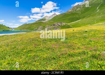 Prairie fleurie colorée pendant l'été au col de Maddalena (Colle della Maddalena) situé à la frontière entre l'Italie et la France Banque D'Images