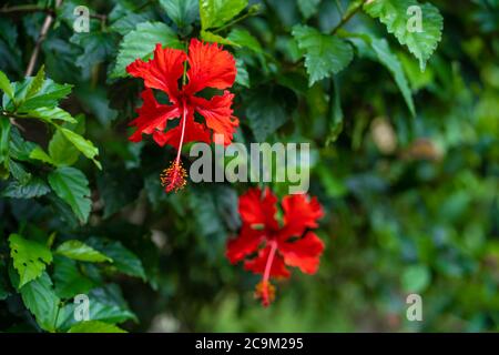 Hibiscus fleurit dans la nature, sur fond de collines vertes Banque D'Images