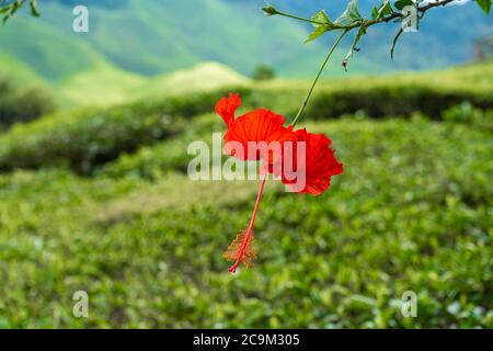 Hibiscus fleurit dans la nature, sur fond de collines vertes Banque D'Images