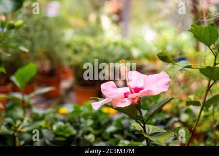 Hibiscus fleurit dans la nature, sur fond de collines vertes Banque D'Images