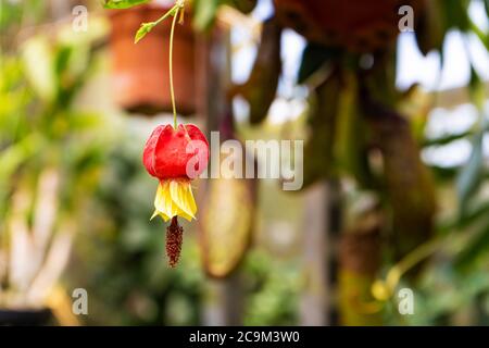 Abutilon megapotamicum fleur Redvein abutilon Abutilon pictum ou Indian mallow, lanterne chinoise avec feuille verte gros plan Banque D'Images