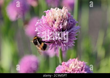 Abeille sur fleur de ciboulette Banque D'Images