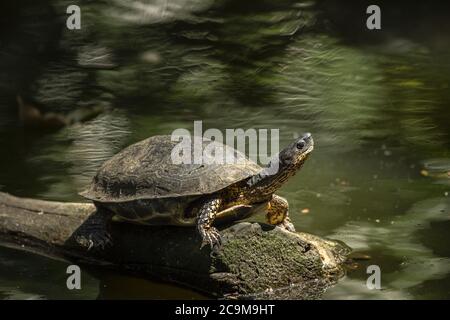 Tortue de bois noir ou tortue de rivière noire, Rhinoclemmys funerea, Geoemydidae, Costa Rica, Centroamerica Banque D'Images