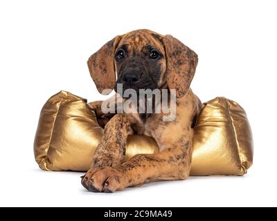 Mignon bringé léger Great Dane Puppy, posé dans un panier doré. En regardant vers l'appareil photo avec des yeux sombres et brillants. Isolé sur fond blanc. Banque D'Images