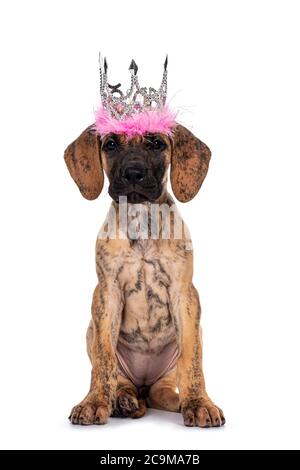 Mignon bringé léger Grand chiot Danois, assis face à l'avant portant la couronne argentée avec la fourrure rose. Regarder directement l'appareil photo avec des yeux brillants et sombres. Isoler Banque D'Images