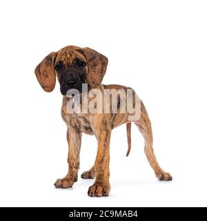 Mignon bringé léger Grand chiot Danois, debout sur les côtés. Regard vers l'appareil photo avec des yeux sombres brillants. Isolé sur fond blanc. Banque D'Images