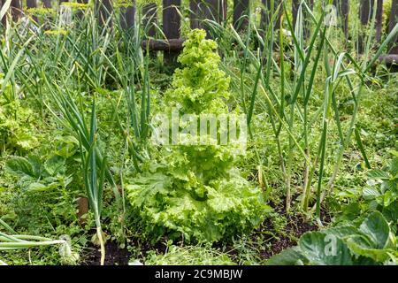 Feuilles de laitue verte sur le lit de jardin dans le jardin de cuisine. Jardinage vert salade plantes dans le sol ouvert. Banque D'Images