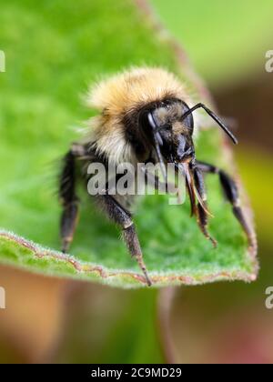 Bombus pascuorum, abeille carder commune, Devon, Royaume-Uni Banque D'Images