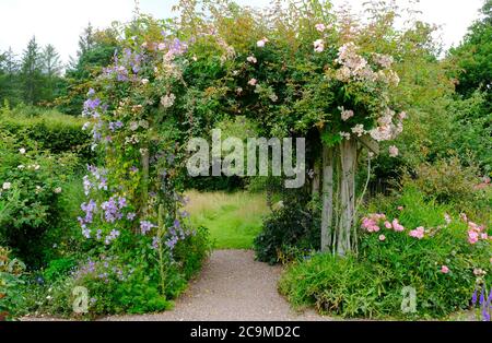 Clematis et roses sur un vieux treillis en bois - John Gollop Banque D'Images