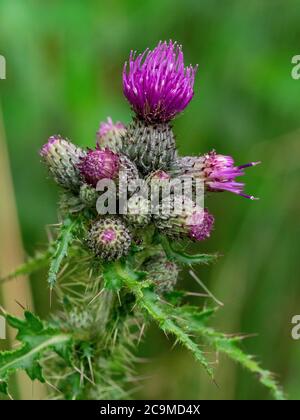 Cirsium palustre, chardon des marais, juillet, Cornwall, Royaume-Uni Banque D'Images