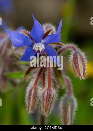 Borago officinalis, starflower, juillet, Cornwall, Royaume-Uni Banque D'Images