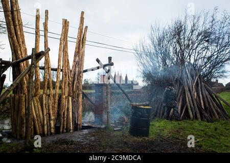 Préserver les poteaux de houblon en bois de châtaignier en créosote pour les préserver de pourriture dans le sol dans le jardin de houblon à l'aide d'un réservoir vieux de 100 ans. Banque D'Images