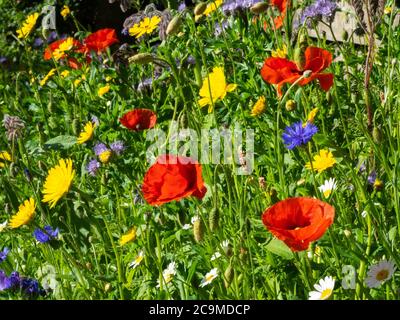 Jardin de fleurs sauvages cultivé à partir d'un mélange de graines, Cornwall, Royaume-Uni Banque D'Images