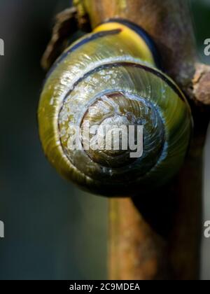 Grove Snail, Cepaea nemoralis, Cornwall, Royaume-Uni Banque D'Images