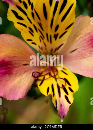 Alstroemeria, nénuphars péruviens, Devon, Royaume-Uni, juillet Banque D'Images