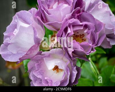 Bleu pour vous Floribunda Rose, Devon, Royaume-Uni, juillet Banque D'Images