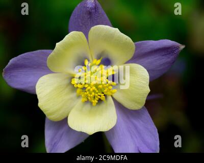 Aquilegia, columbine, Devon, Royaume-Uni, juillet Banque D'Images