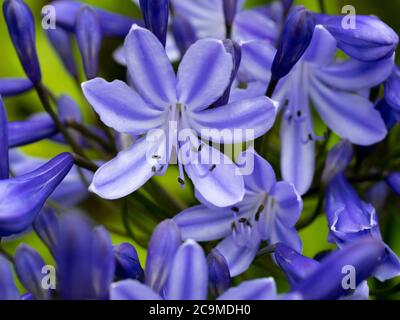 Agapanthus praecox, nénuphars africains, Devon, Royaume-Uni, juillet Banque D'Images