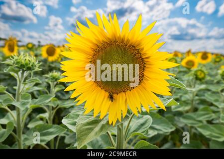 Champ de tournesol dans un ciel nuageux le jour de l'été, floraison de près Banque D'Images