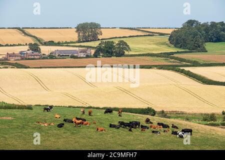 Scène rurale montrant des terres agricoles près de Branxton, Northumberland, Angleterre. Banque D'Images