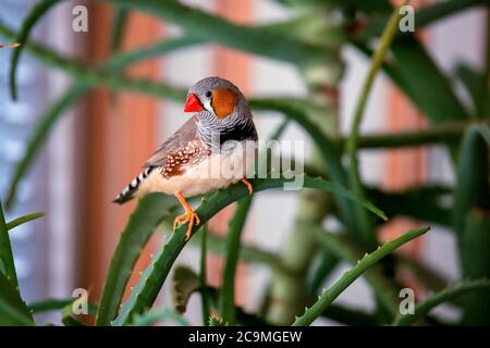 zebra finch, l'oiseau animal de compagnie se trouve sur une branche d'aloès. Banque D'Images