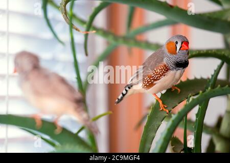 zebra finch, l'oiseau animal de compagnie se trouve sur une branche d'aloès. Banque D'Images