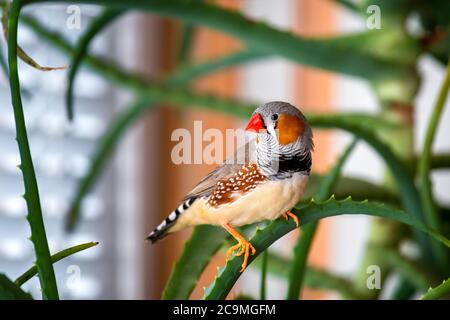 Zebra finch homme assis sur une branche verte plante à l'intérieur, en tournant sa tête sur le côté regardant le cadre. Banque D'Images