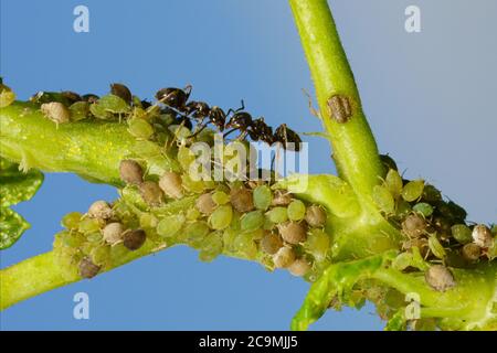 Colonie d'pucerons et de fourmis sur les plantes de jardin Banque D'Images