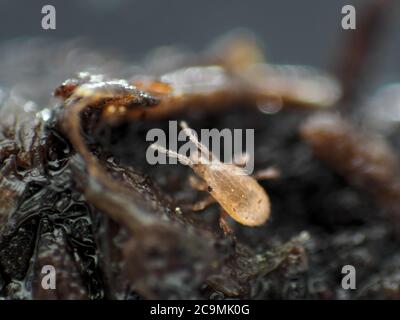 Minuscule acarien du sol (vivant et actif) sous le microscope Banque D'Images