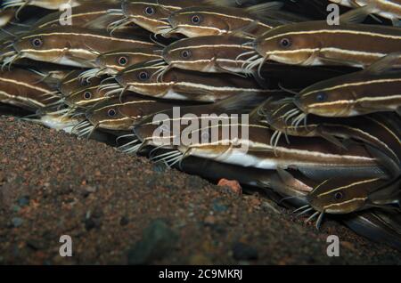 Poisson-chat rayé, Plutosus lineatus, Tulamben, Bali Banque D'Images