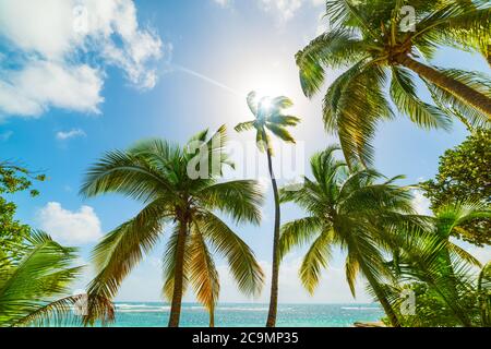 Palmiers et mer bleue sur la plage de la Caravelle en Guadeloupe, antilles françaises. Petites Antilles, mer des Caraïbes Banque D'Images