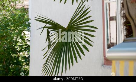 Feuille de palmier près d'une fenêtre Banque D'Images