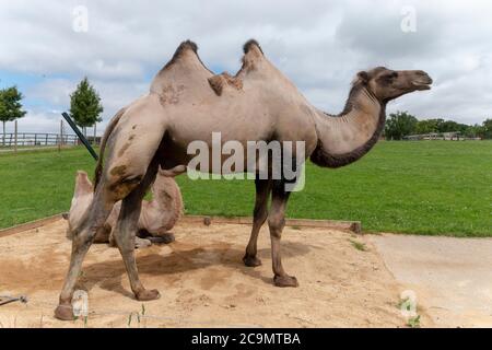vue rapprochée de deux chameaux dans un enclos ouvert baignant le soleil Banque D'Images