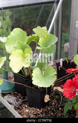 Jeunes pousses - feuilles d'une fleur de Hollyhock cultivées à partir de semences dans un cadre de serre Banque D'Images