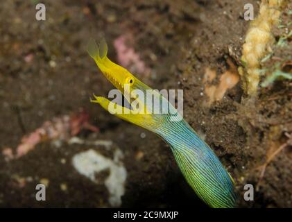 Eel de ruban bleu femelle, Rhinomuraena quaesita. Tulamben, Bali, Indonésie, Mer de Bali, Océan Indien Banque D'Images