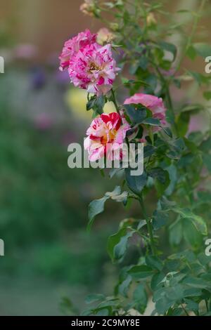 Les roses Camille Pissarro poussent dans le jardin Banque D'Images