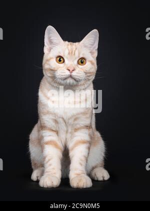 Beau argent crème tabby American Shorthair chat chaton, assis face à l'avant. Regarder vers l'appareil photo avec les yeux orange. Isolé sur fond noir Banque D'Images