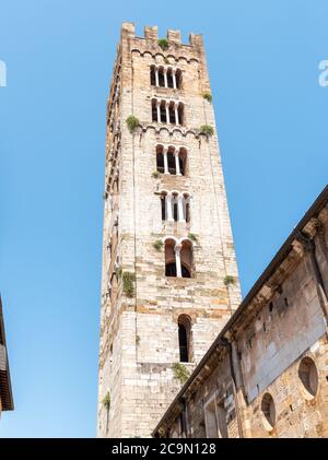 Clocher de la basilique de San Frediano, est une église romane dans la vieille ville de Lucca, Toscane, Italie Banque D'Images