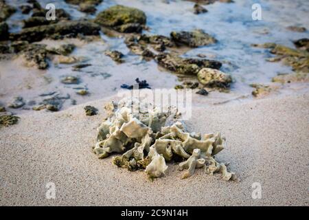 Corail blanchi sur une plage des Caraïbes Banque D'Images