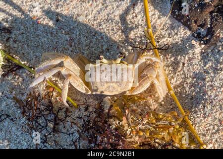 Vue sur un crabe sur la plage à la Barbade Banque D'Images