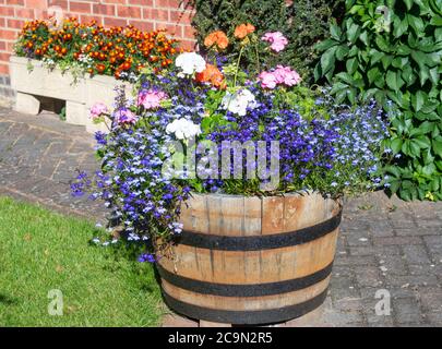 Géranium Paintbox F2 (Pelargonium) et lobélie de fuite croissant dans un bain en bois. Banque D'Images