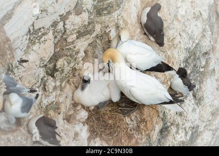 Poussin de Gannet (Morus bassanus) assis dans le nid sur les falaises avec sa fierté Parents dans le Yorkshire Banque D'Images