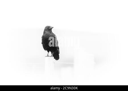 Image clé élevée d'un jackdaw (Coloeus monedula) Assis sur une clôture dans le Yorkshire Banque D'Images